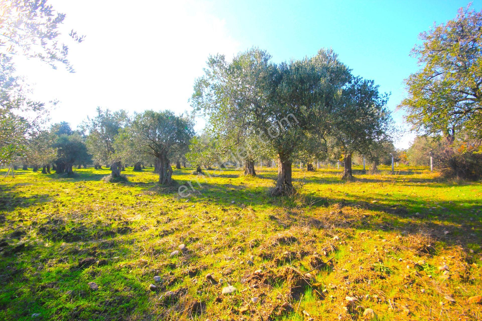 Aktif'ten Burhaniye Yunus Mahallesinde 993 M2 Verimli Satılık Zeytinlik - Görsel 5