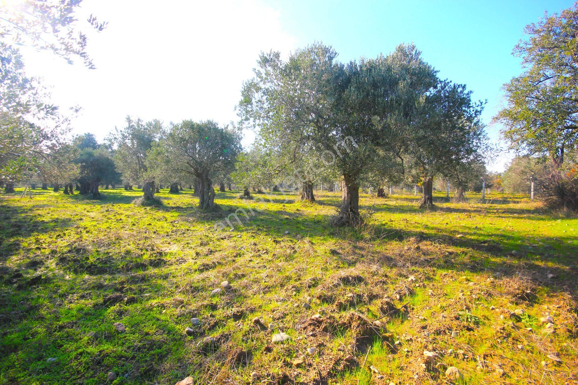 Aktif'ten Burhaniye Yunus Mahallesinde 993 M2 Verimli Satılık Zeytinlik - Görsel 6