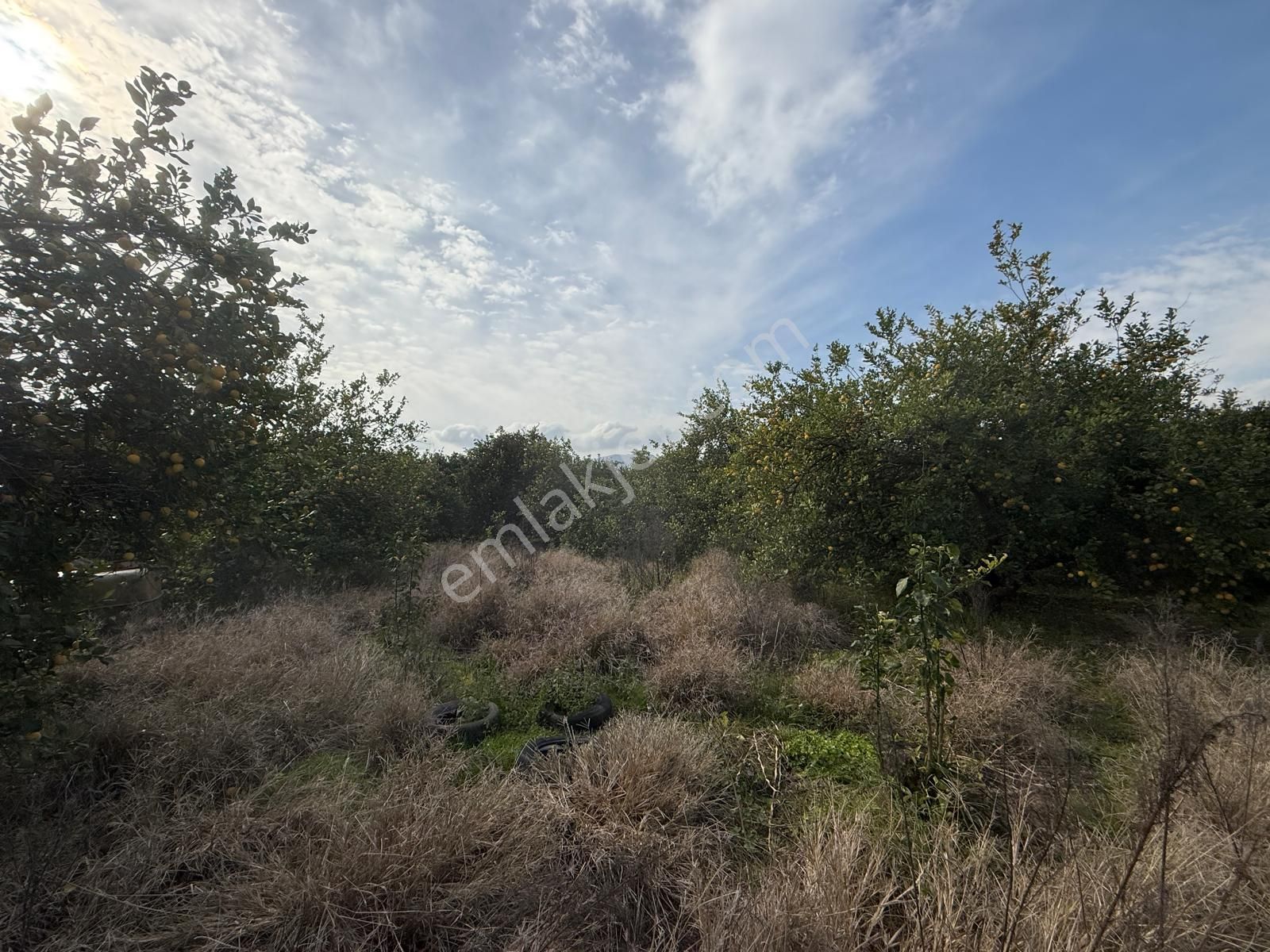 Muğla Ortaca Güzelyurtta 1.950 M² Arsa Satılık