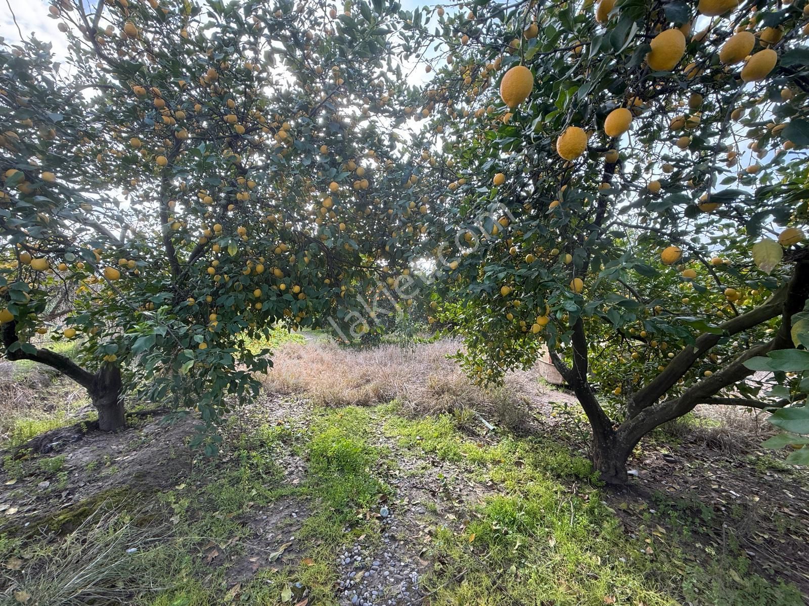 Muğla Ortaca Güzelyurtta 1.950 M² Arsa Satılık - Görsel 3