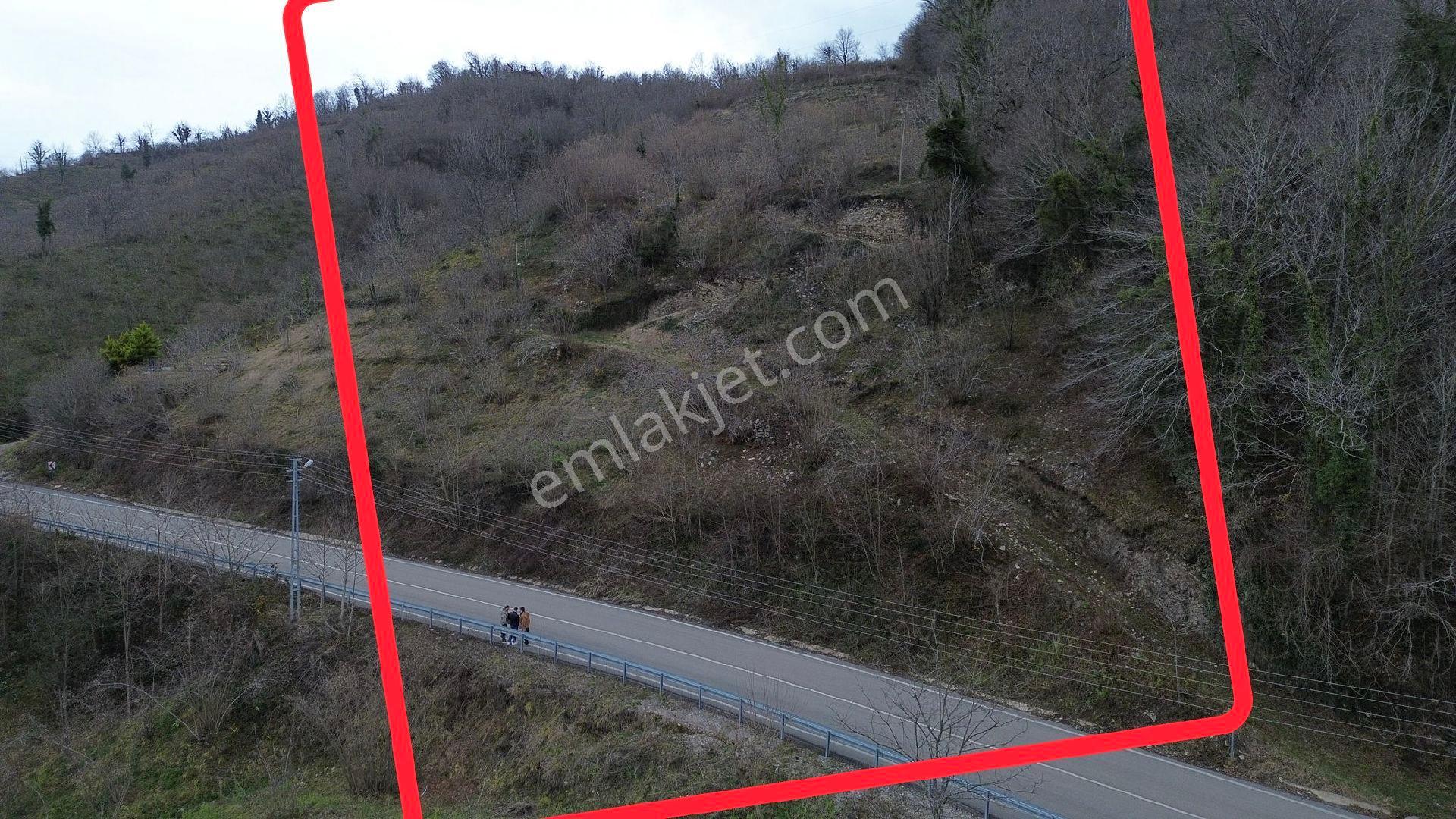 Fatsa Kavraz Mahallesi'nde Ilıca Yoluna Cephe 18 Dönüm Satılık Fındık Bahçesi - Görsel 2
