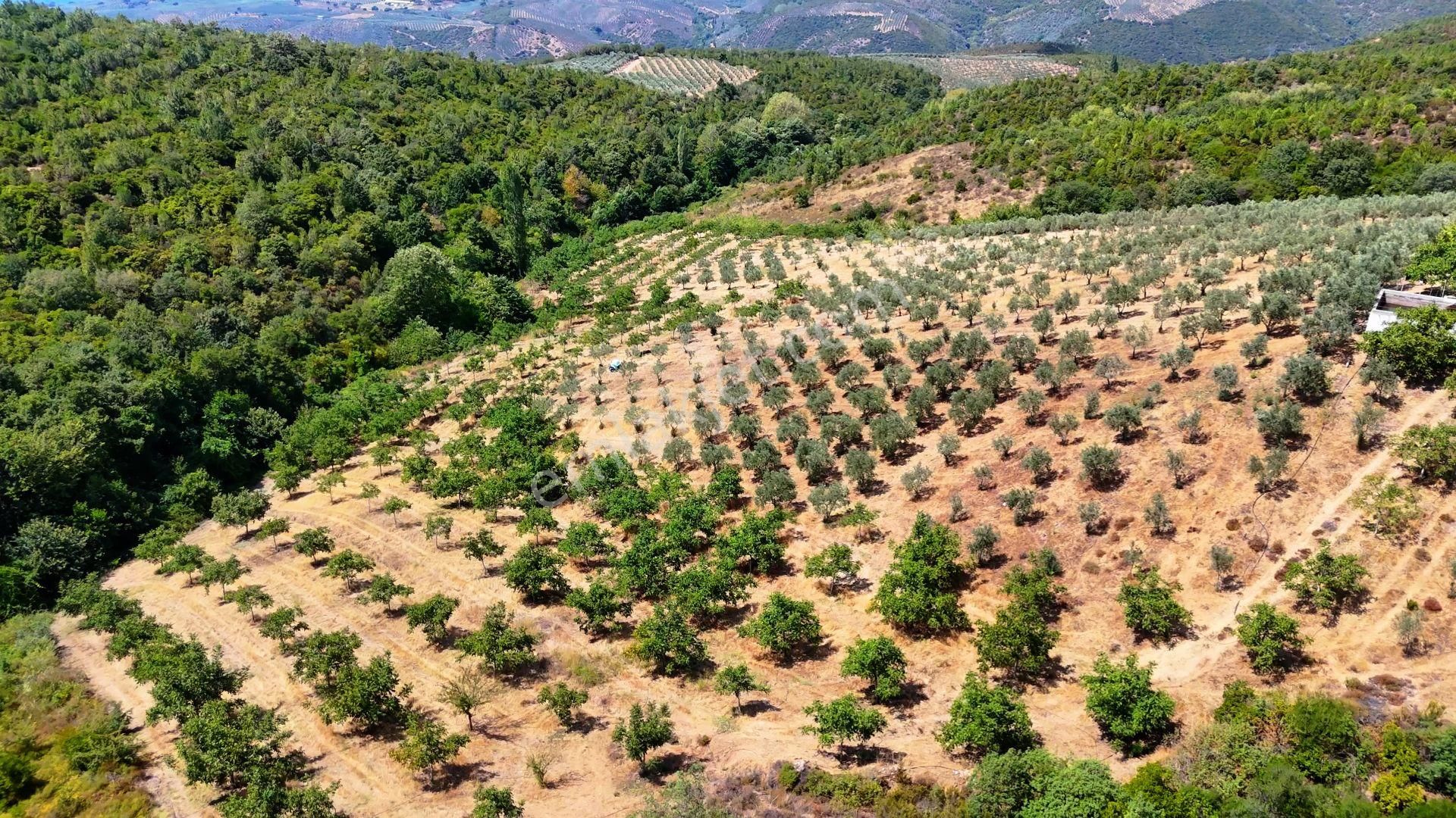 Gemlik Büyükkumla Manzaralı Ve Avantajlı Satılık Tarla - Görsel 19
