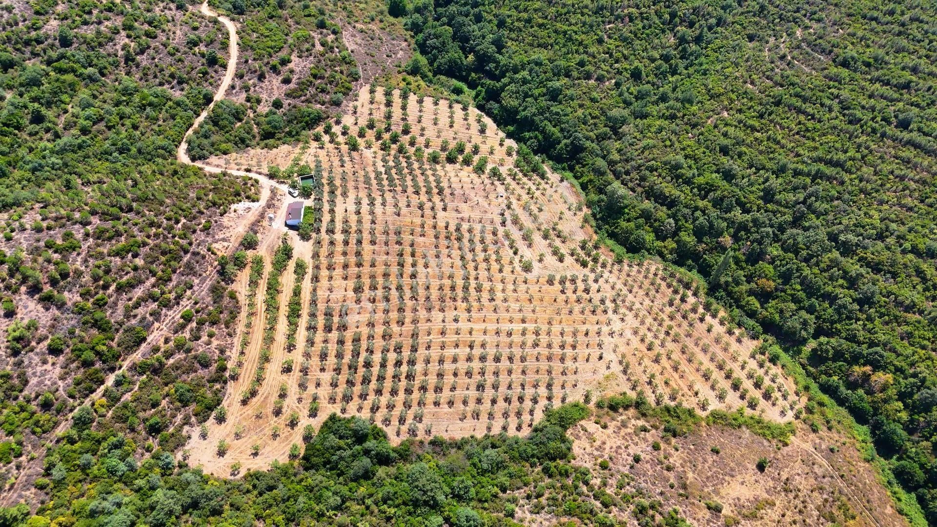 Gemlik Büyükkumla Manzaralı Ve Avantajlı Satılık Tarla - Görsel 21