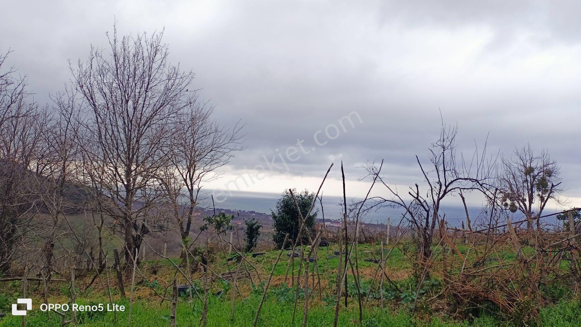 Satılık Arazi 5 Dönüm - Görsel 13