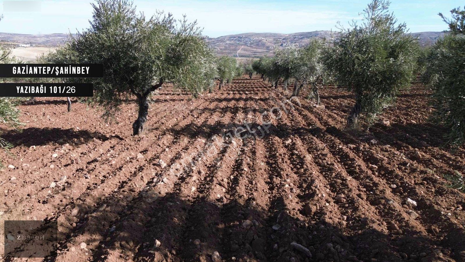 Z Group'dan Burçta Asfalt Üzeri Zeytin Bahçesi (bağevlik) - Görsel 4