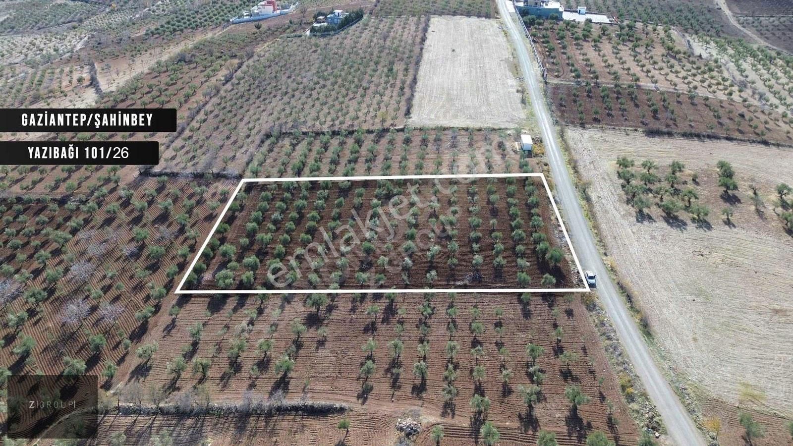 Z Group'dan Burçta Asfalt Üzeri Zeytin Bahçesi (bağevlik) - Görsel 2