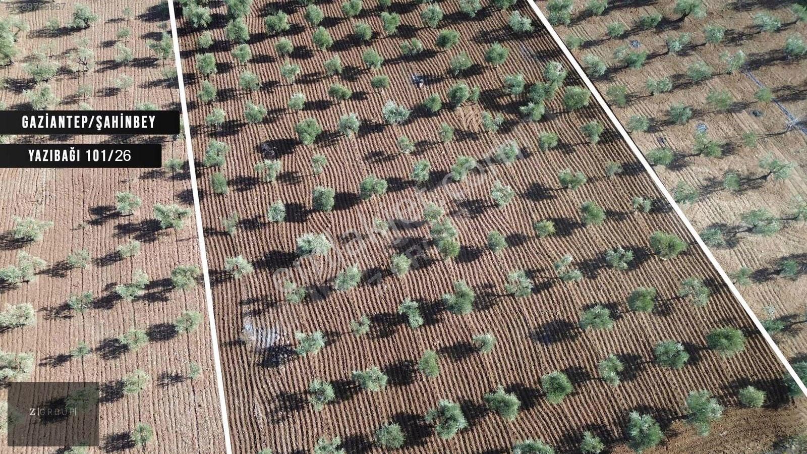 Z Group'dan Burçta Asfalt Üzeri Zeytin Bahçesi (bağevlik) - Görsel 7