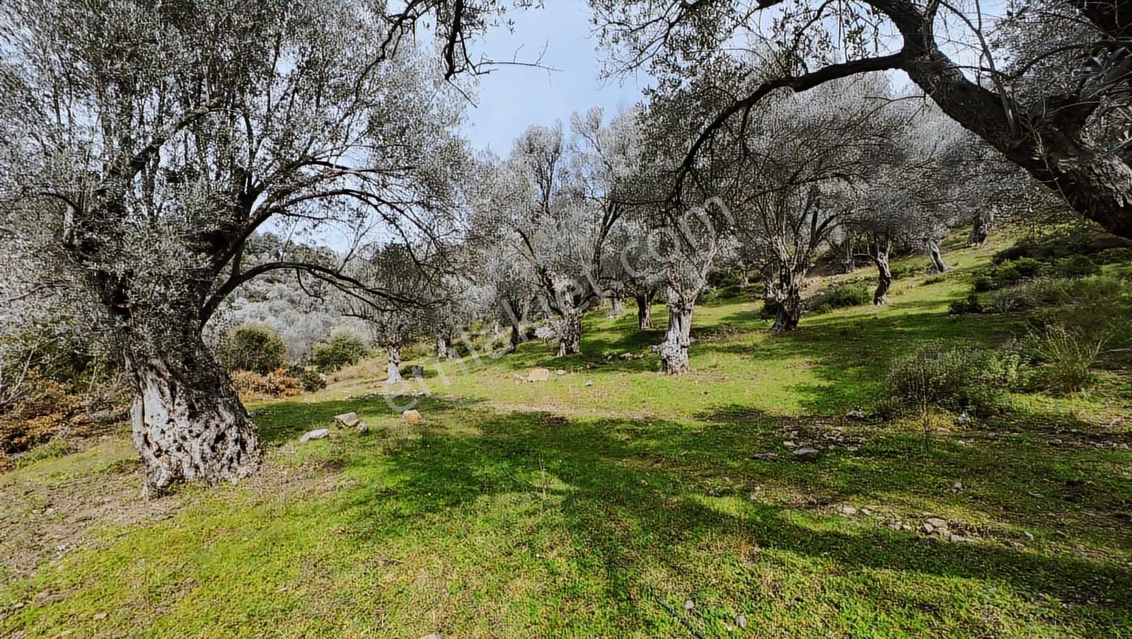 Güzelbahçe Yaka Mahallesi'nde Merkeze Yakın 4600 M² Zeytinlik - Görsel 9