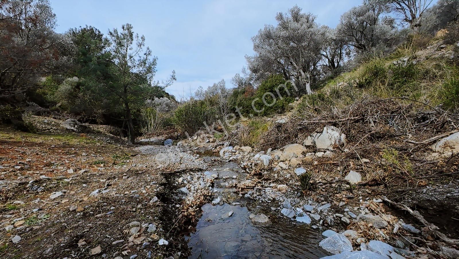 Güzelbahçe Yaka Mahallesi'nde Merkeze Yakın 4600 M² Zeytinlik - Görsel 7