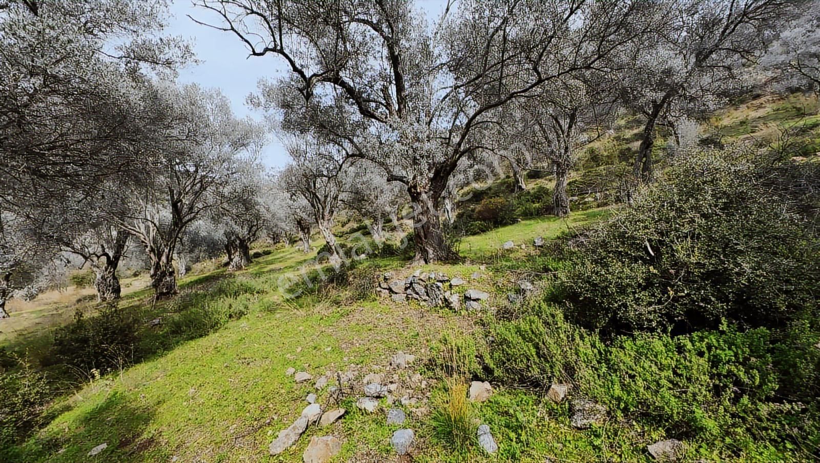 Güzelbahçe Yaka Mahallesi'nde Merkeze Yakın 4600 M² Zeytinlik - Görsel 2