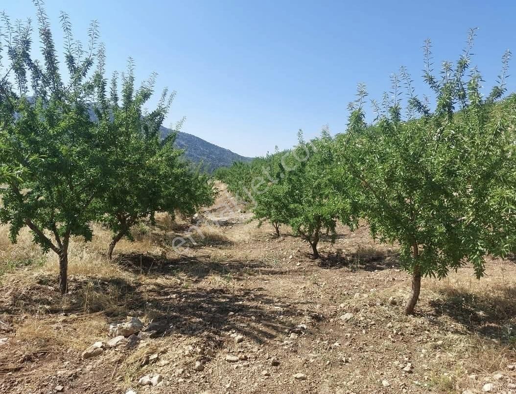 Anchor Gayrimenkulden Gülnar İshaklar Mahallesinde Yetişkin Badem Mbahçesi - Görsel 4