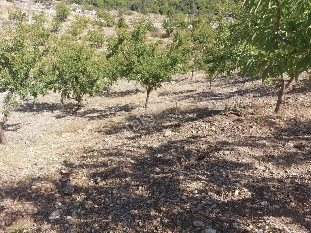 Anchor Gayrimenkulden Gülnar İshaklar Mahallesinde Yetişkin Badem Mbahçesi - Görsel 3