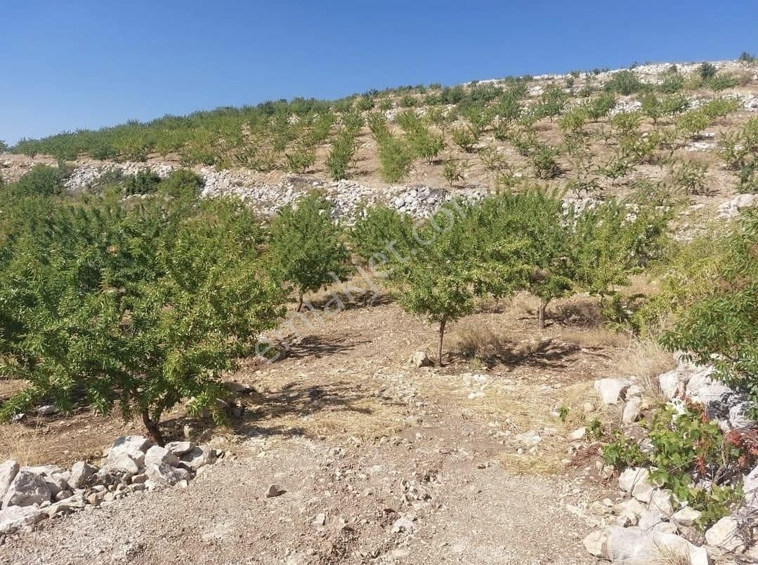 Anchor Gayrimenkulden Gülnar İshaklar Mahallesinde Yetişkin Badem Mbahçesi - Görsel 2