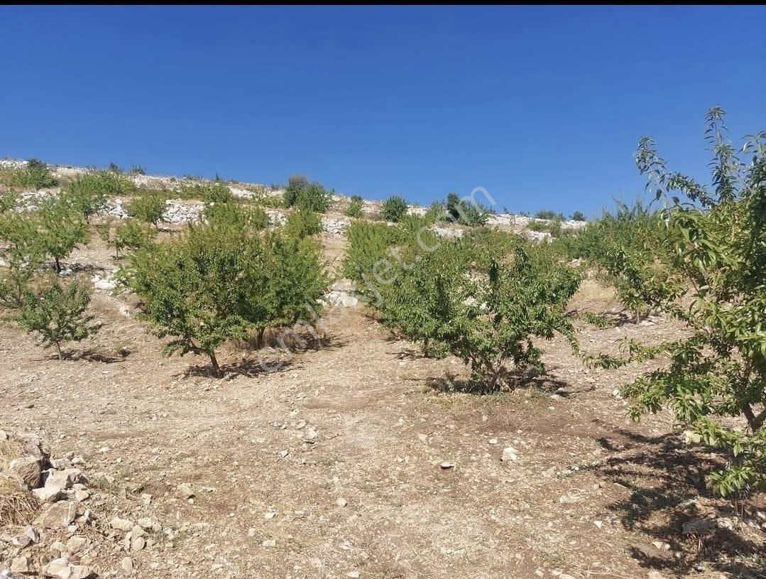 Anchor Gayrimenkulden Gülnar İshaklar Mahallesinde Yetişkin Badem Mbahçesi - Görsel 5