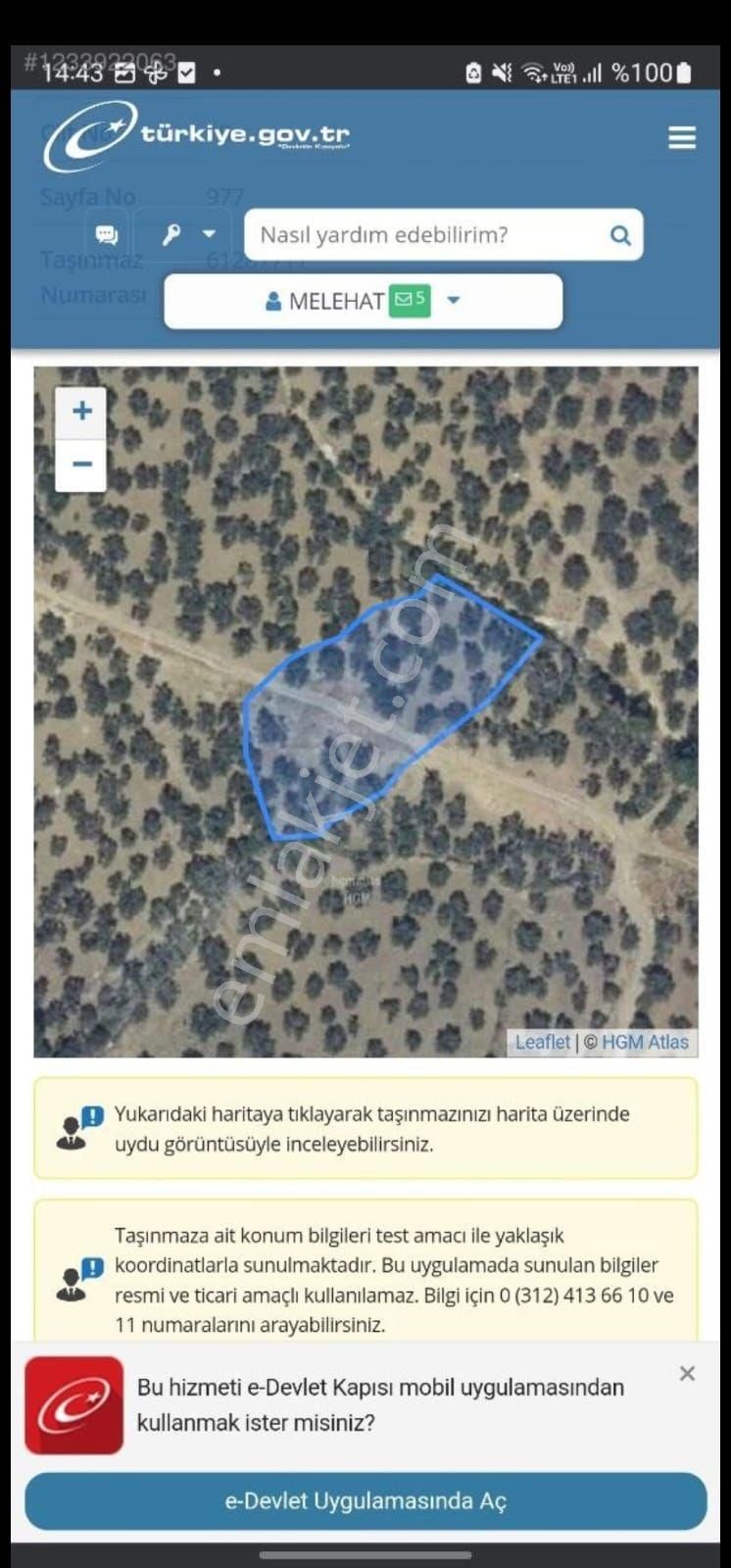 Balıkesir/havran 3 Dönüm 44 Zeytin Apacı - Görsel 6