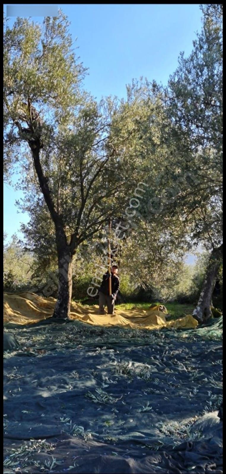 Balıkesir/havran 3 Dönüm 44 Zeytin Apacı - Görsel 3