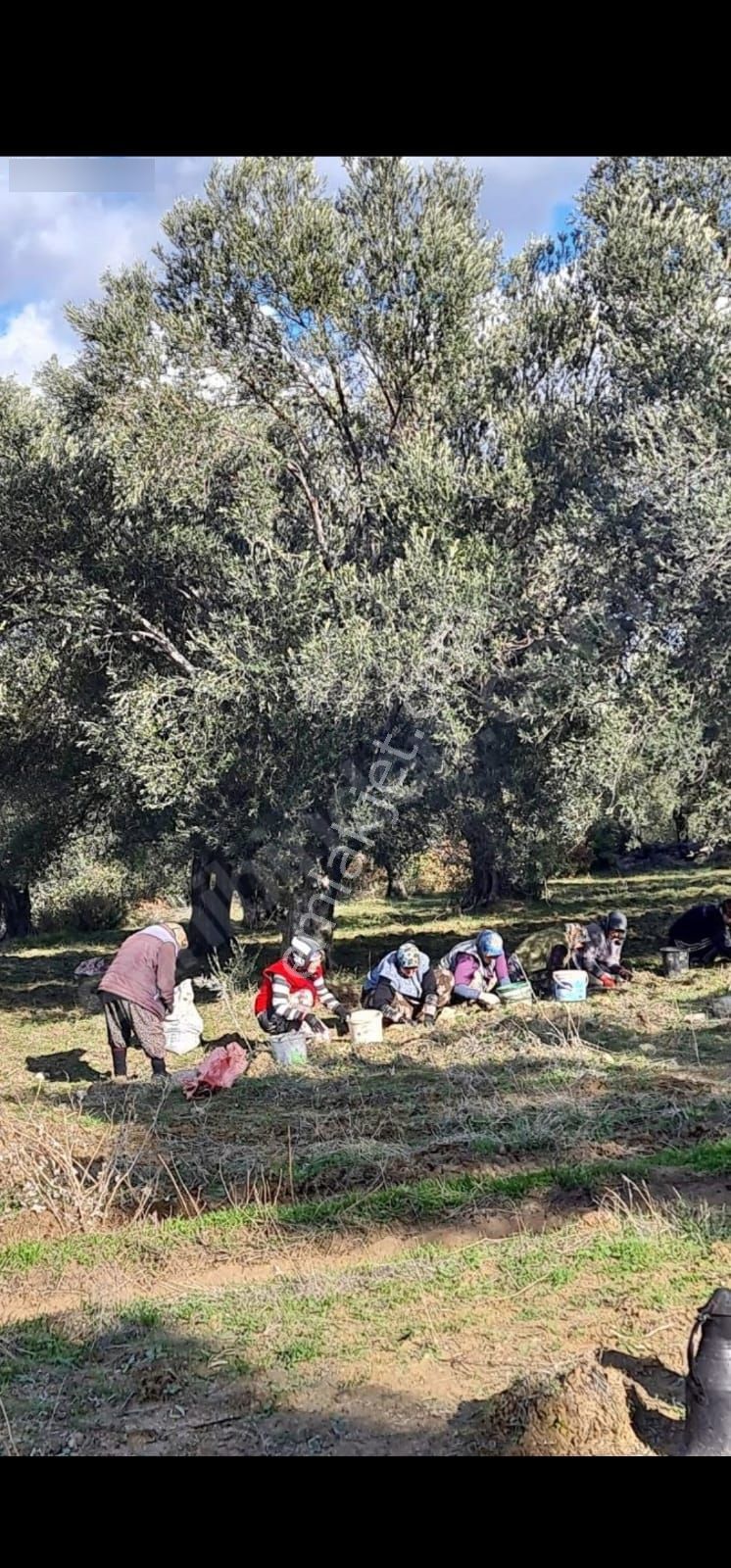 Balıkesir/havran 3 Dönüm 44 Zeytin Apacı - Görsel 8