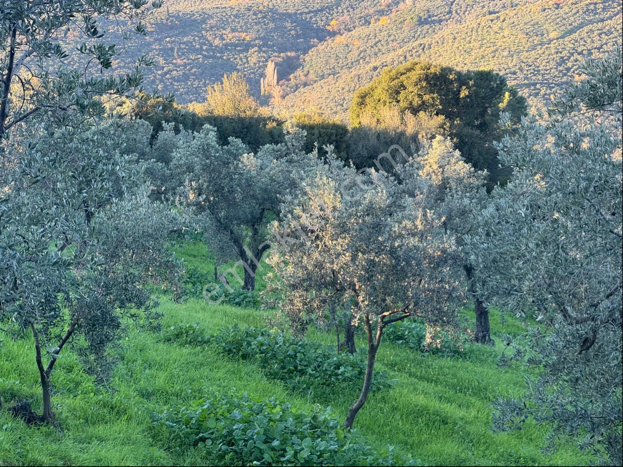 Kumla Konak Emlak”tan Satılık Bakımlı Zeytinlik - Görsel 34