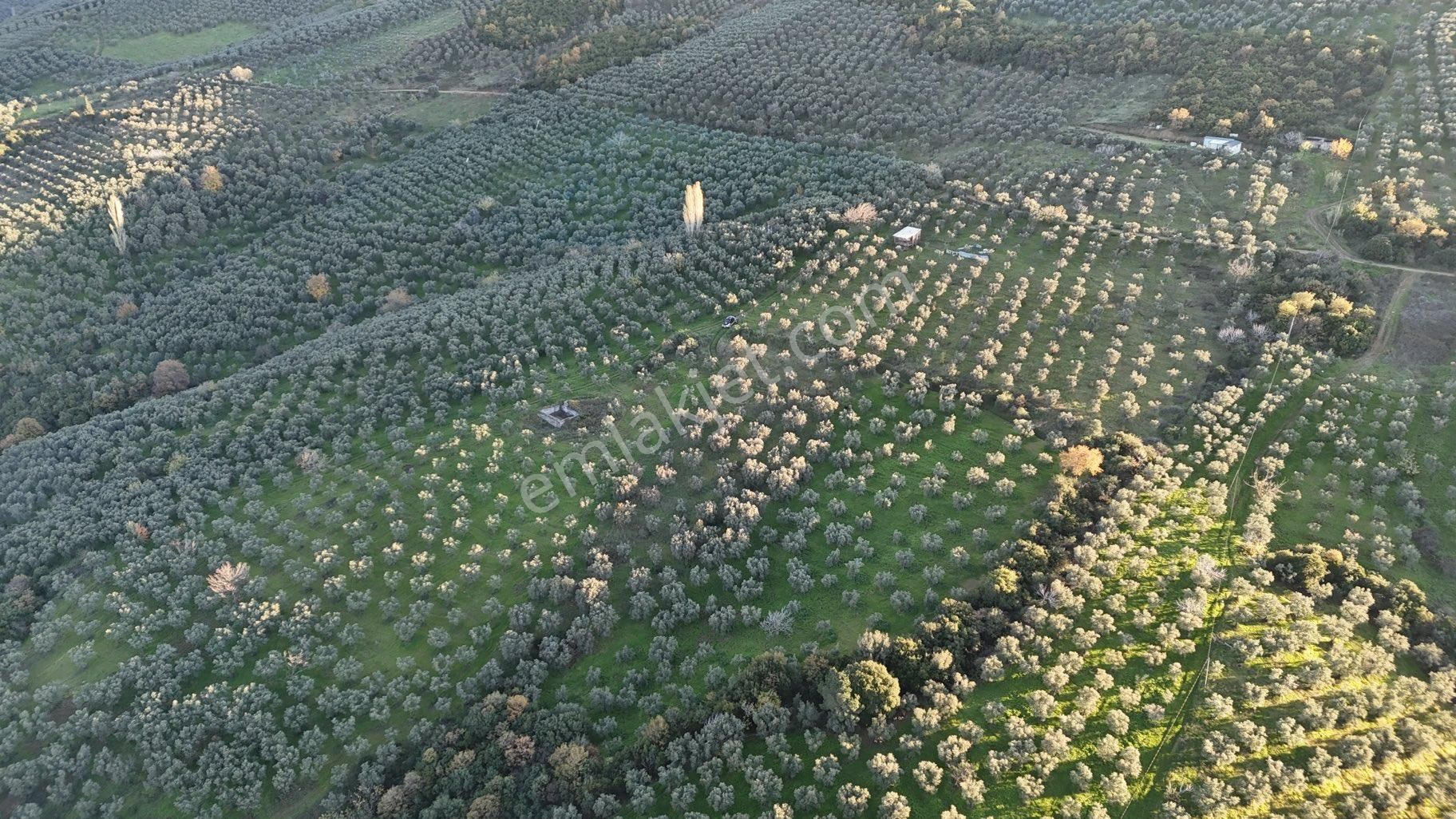 Kumla Konak Emlak”tan Satılık Bakımlı Zeytinlik - Görsel 22