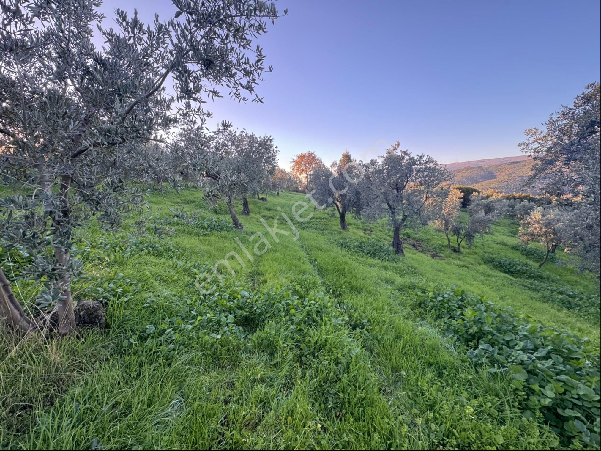 Kumla Konak Emlak”tan Satılık Bakımlı Zeytinlik - Görsel 23