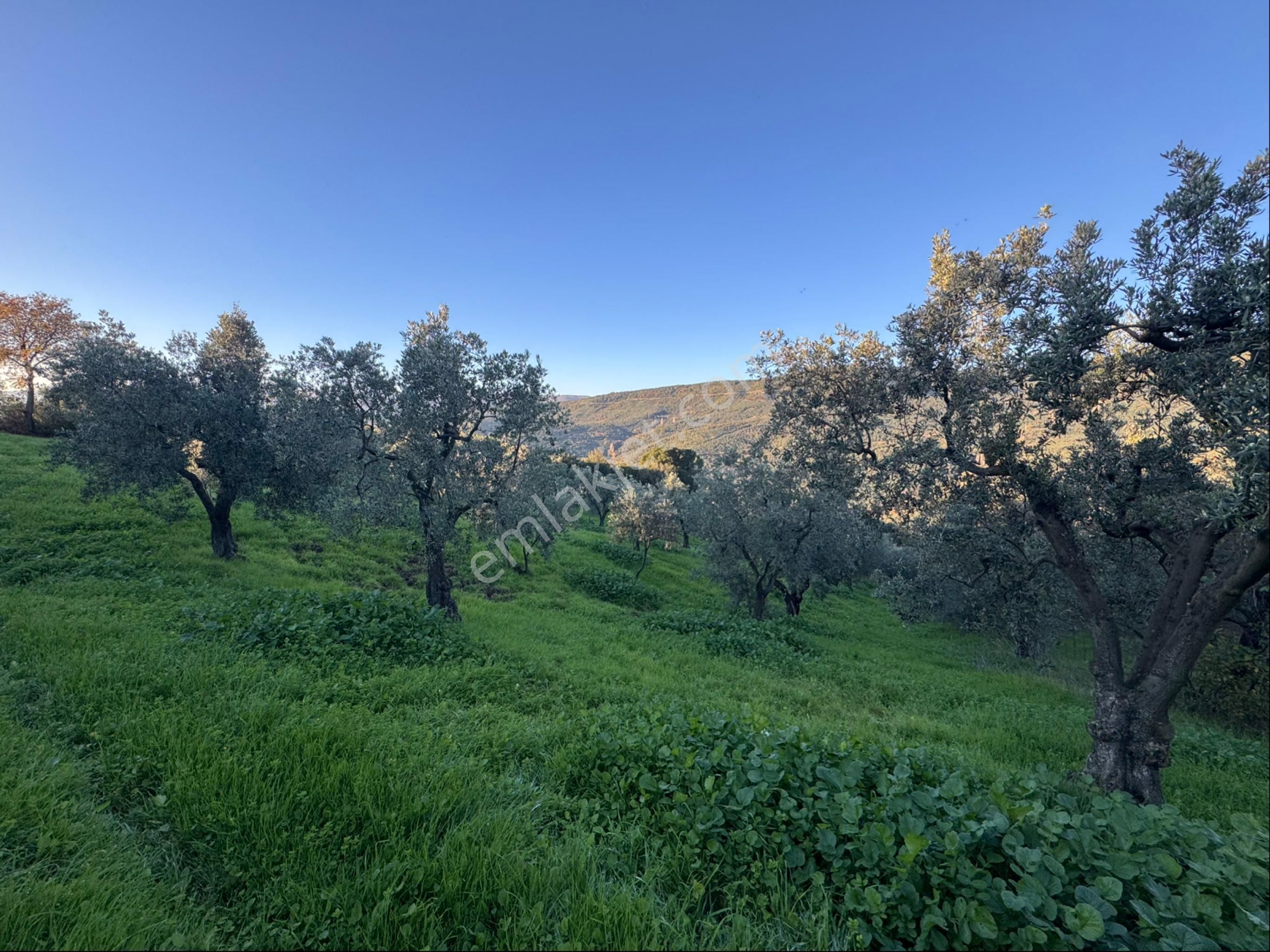 Kumla Konak Emlak”tan Satılık Bakımlı Zeytinlik - Görsel 30