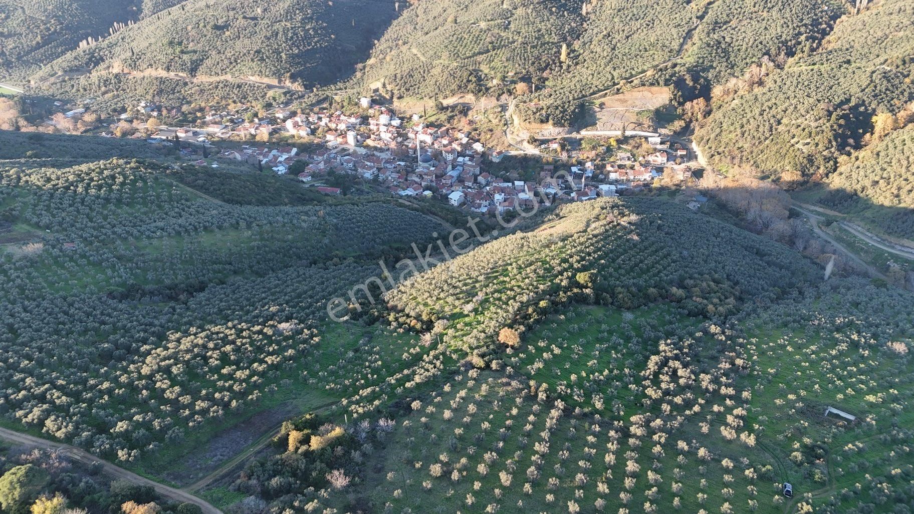 Kumla Konak Emlak”tan Satılık Bakımlı Zeytinlik - Görsel 13