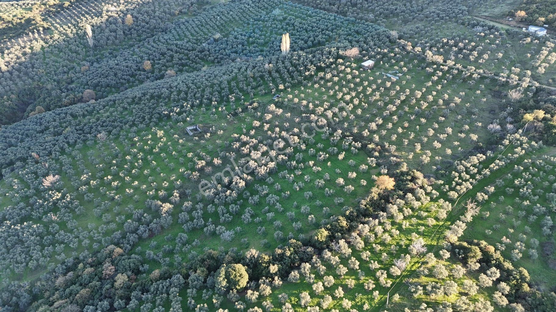 Kumla Konak Emlak”tan Satılık Bakımlı Zeytinlik - Görsel 20