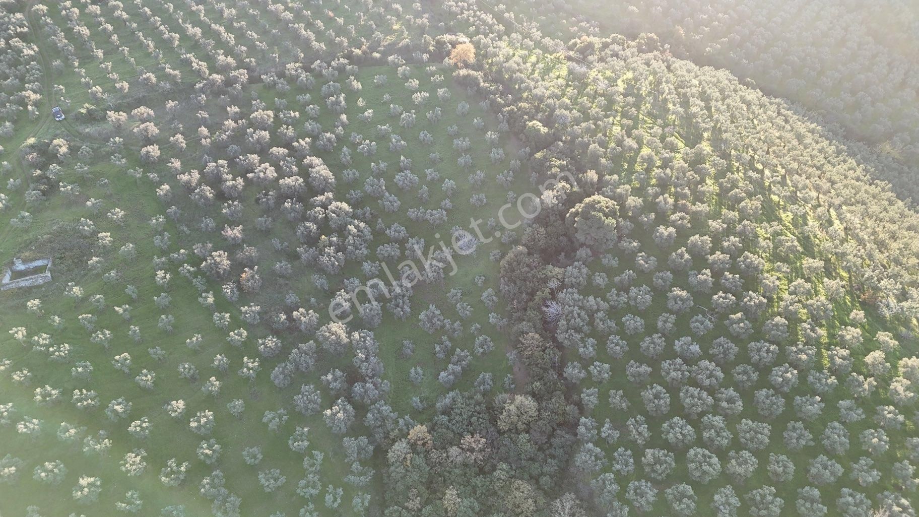 Kumla Konak Emlak”tan Satılık Bakımlı Zeytinlik - Görsel 4