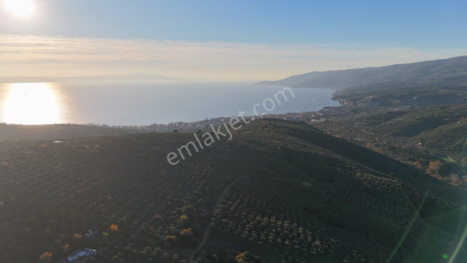 Kumla Konak Emlak”tan Satılık Bakımlı Zeytinlik - Görsel 10