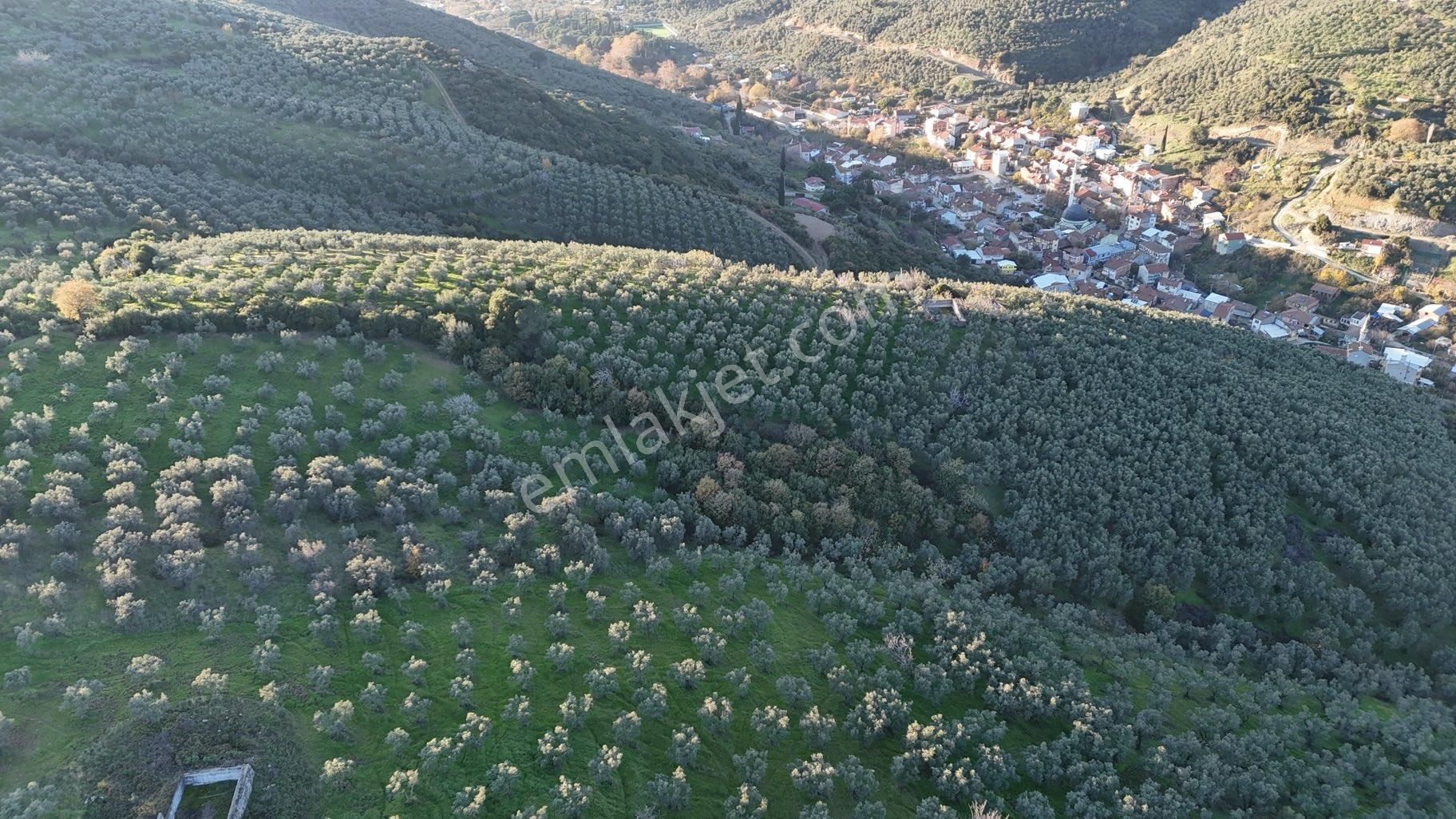 Kumla Konak Emlak”tan Satılık Bakımlı Zeytinlik - Görsel 6