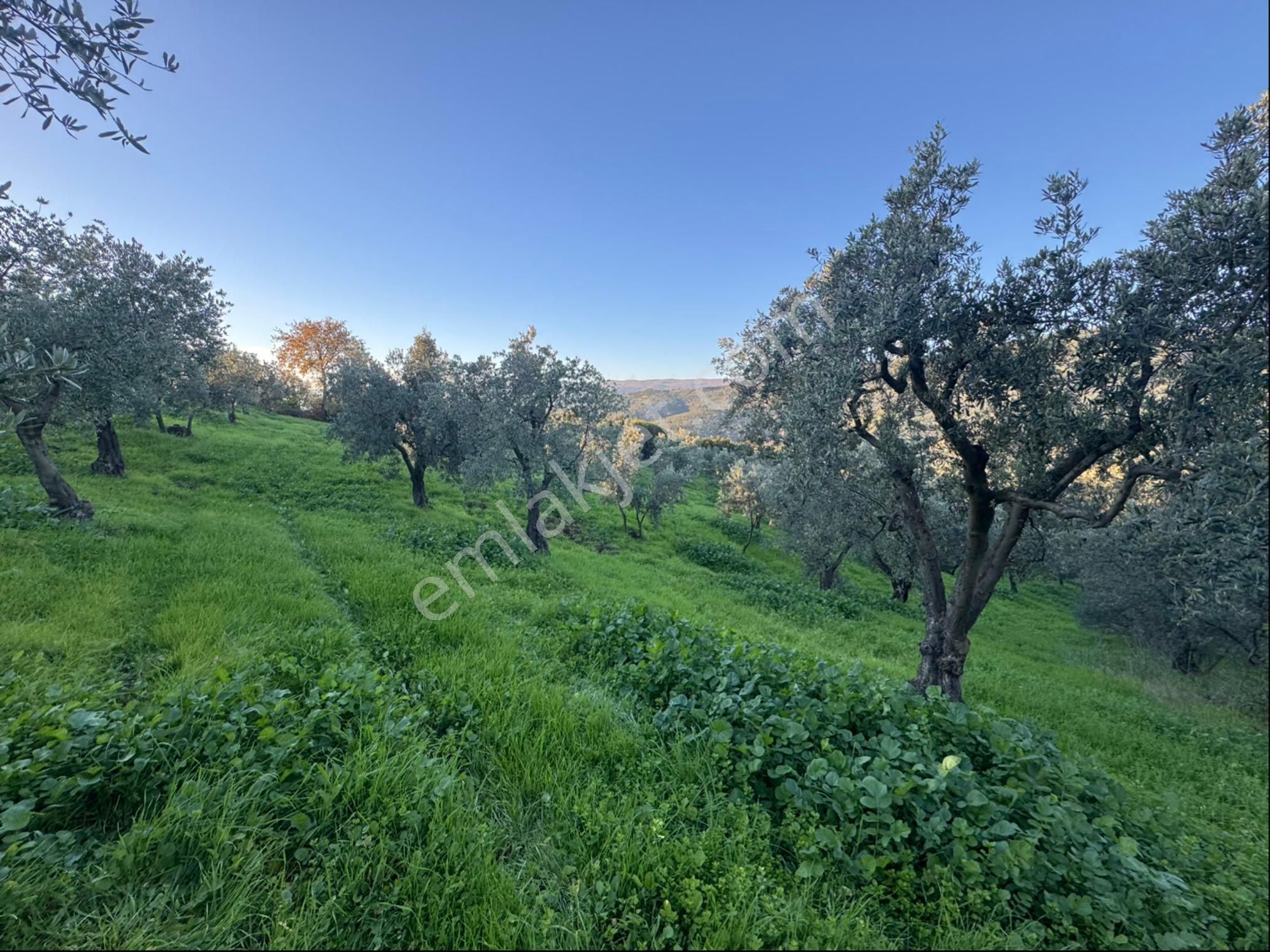 Kumla Konak Emlak”tan Satılık Bakımlı Zeytinlik - Görsel 26