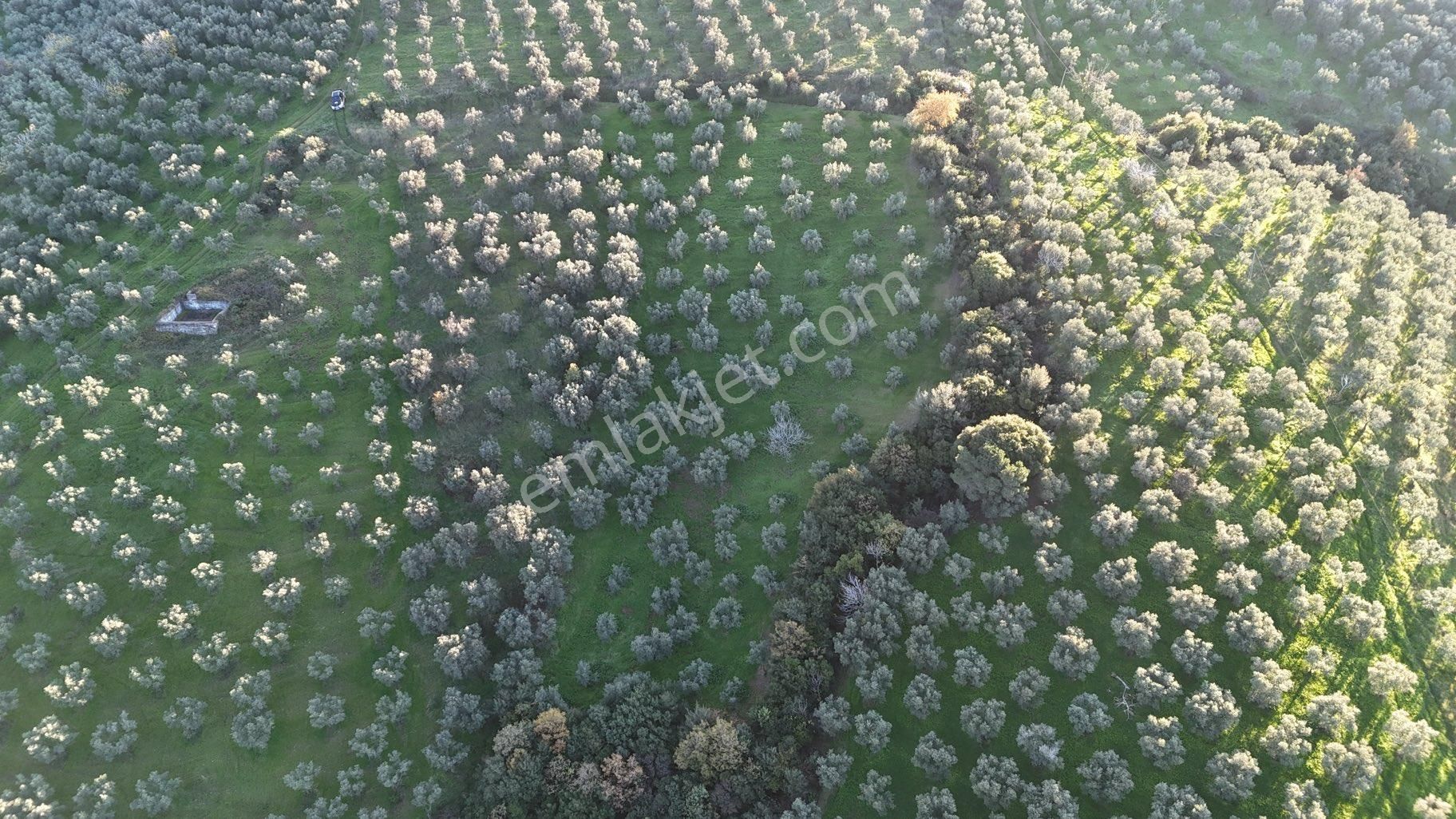 Kumla Konak Emlak”tan Satılık Bakımlı Zeytinlik - Görsel 2