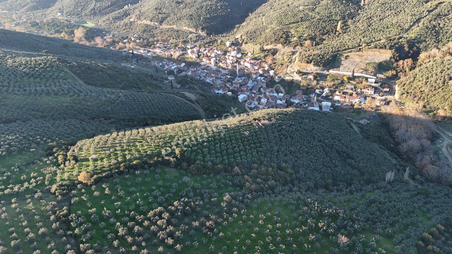 Kumla Konak Emlak”tan Satılık Bakımlı Zeytinlik - Görsel 9