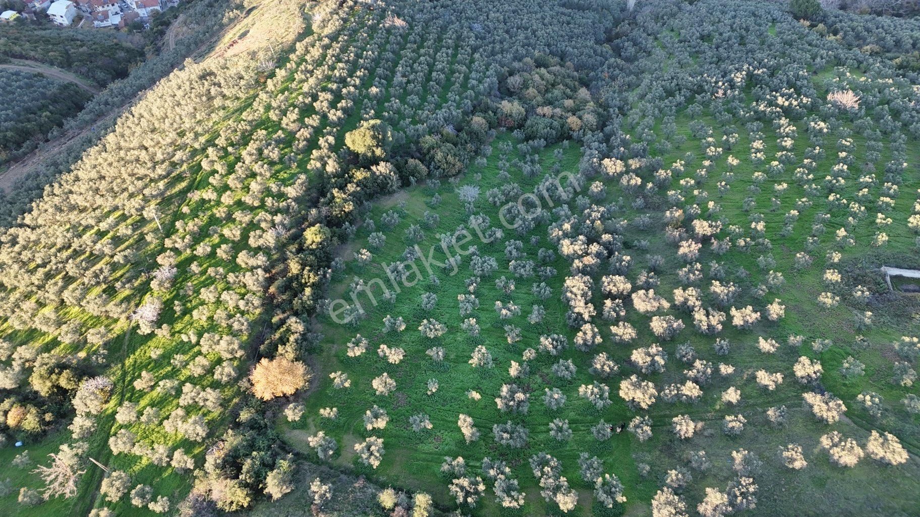 Kumla Konak Emlak”tan Satılık Bakımlı Zeytinlik - Görsel 19