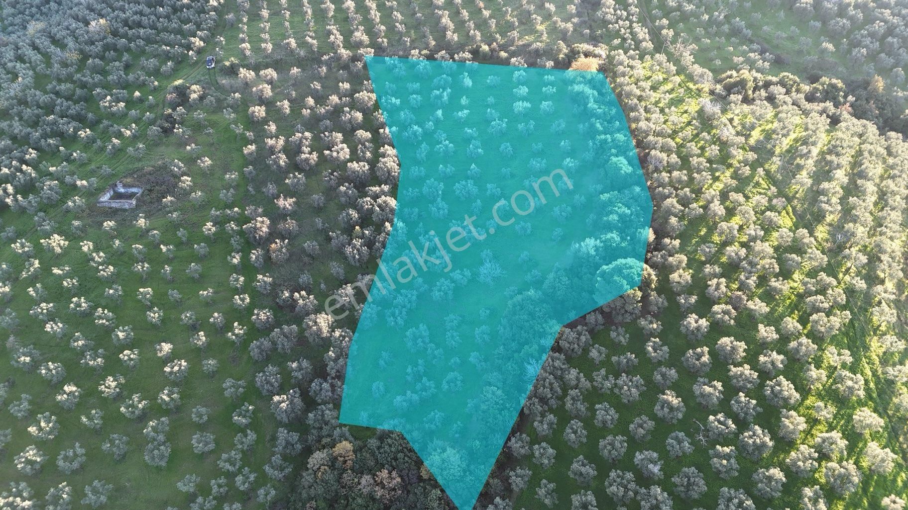 Kumla Konak Emlak”tan Satılık Bakımlı Zeytinlik