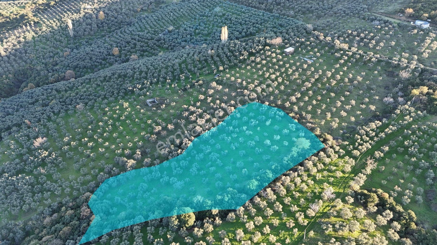 Kumla Konak Emlak”tan Satılık Bakımlı Zeytinlik - Görsel 21