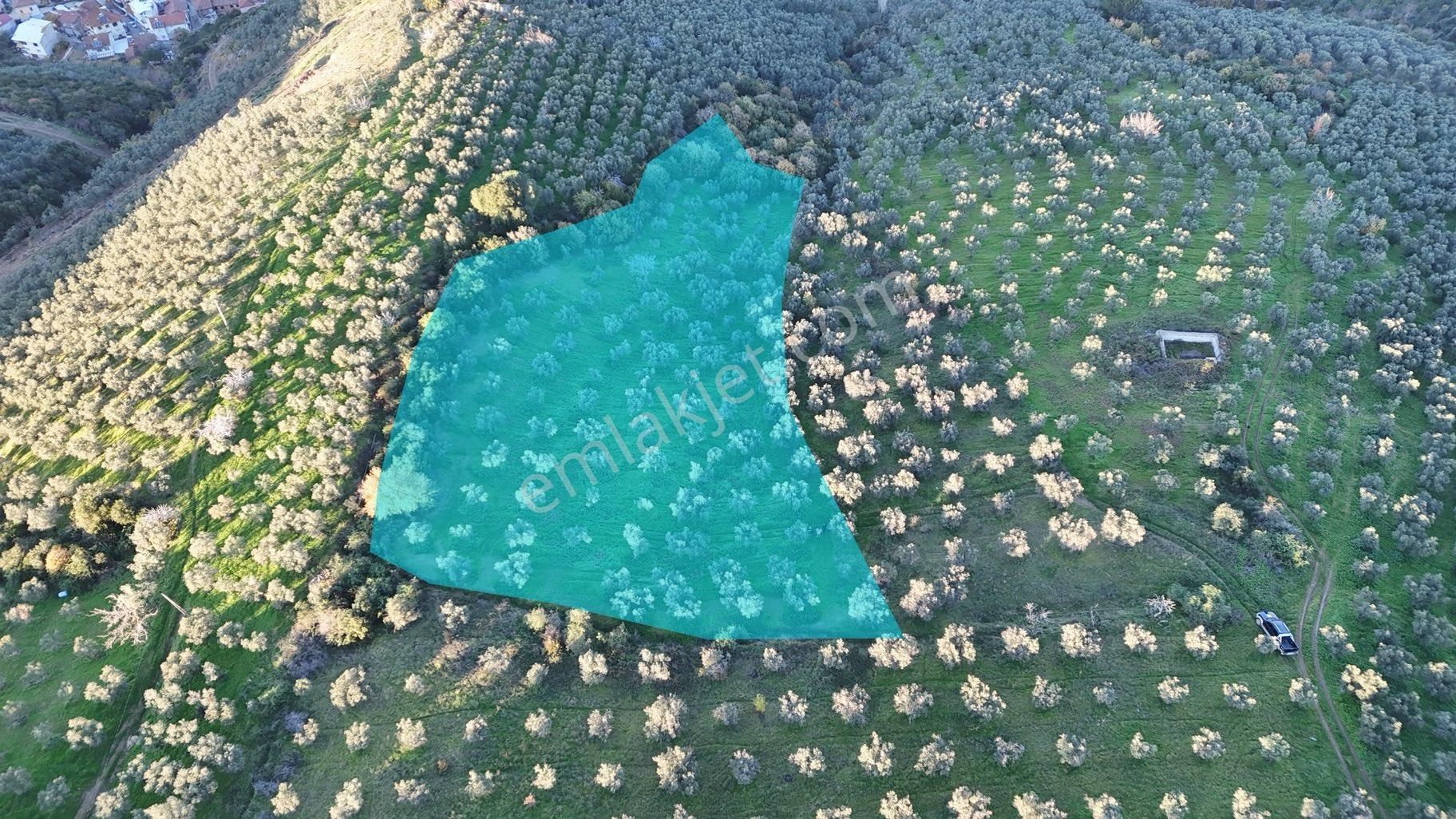 Kumla Konak Emlak”tan Satılık Bakımlı Zeytinlik - Görsel 14