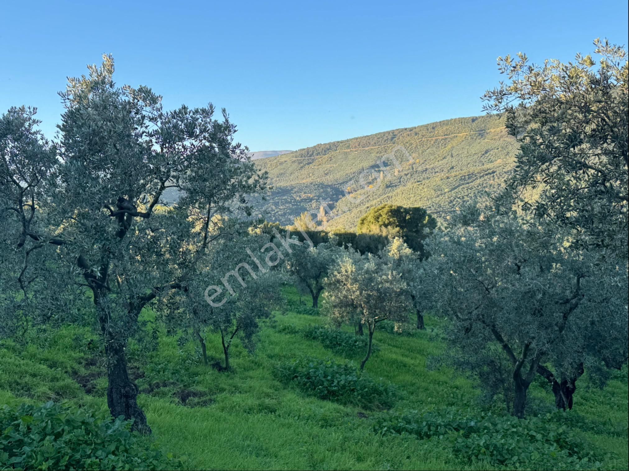 Kumla Konak Emlak”tan Satılık Bakımlı Zeytinlik - Görsel 35