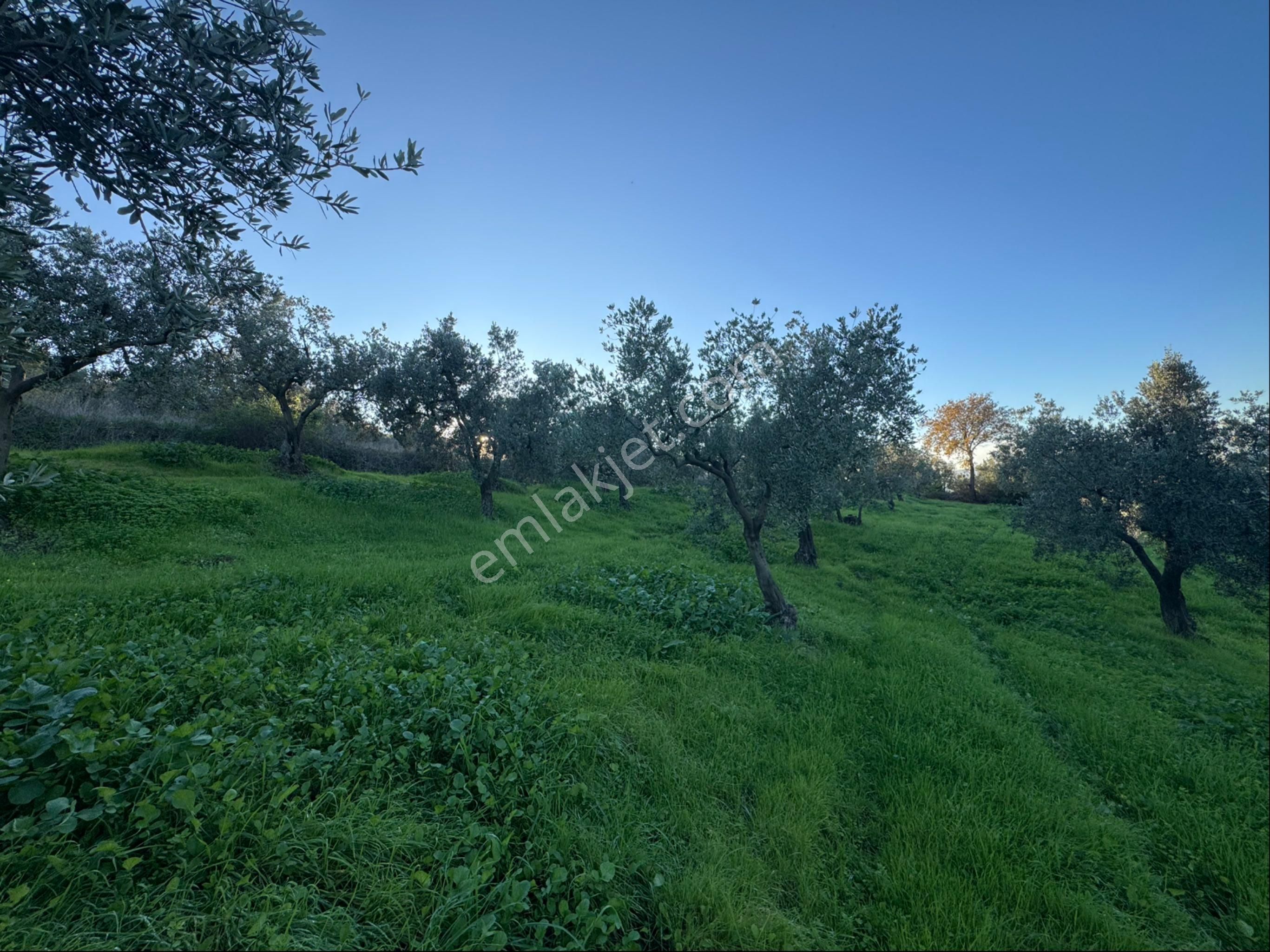 Kumla Konak Emlak”tan Satılık Bakımlı Zeytinlik - Görsel 32