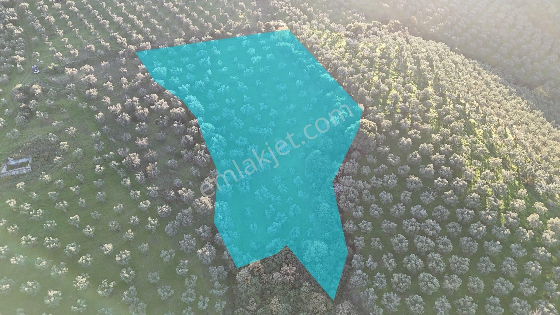 Kumla Konak Emlak”tan Satılık Bakımlı Zeytinlik - Görsel 3