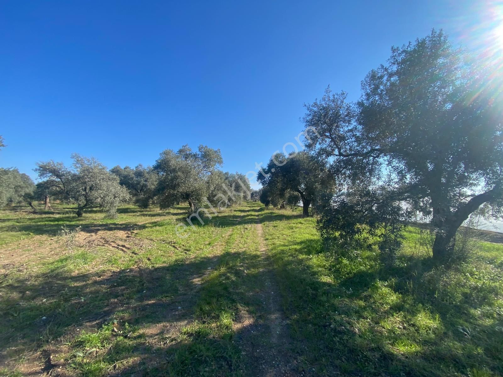 Has Umut Emlaktan Satılık 7.5 Dönüm Zeytinlik - Görsel 9