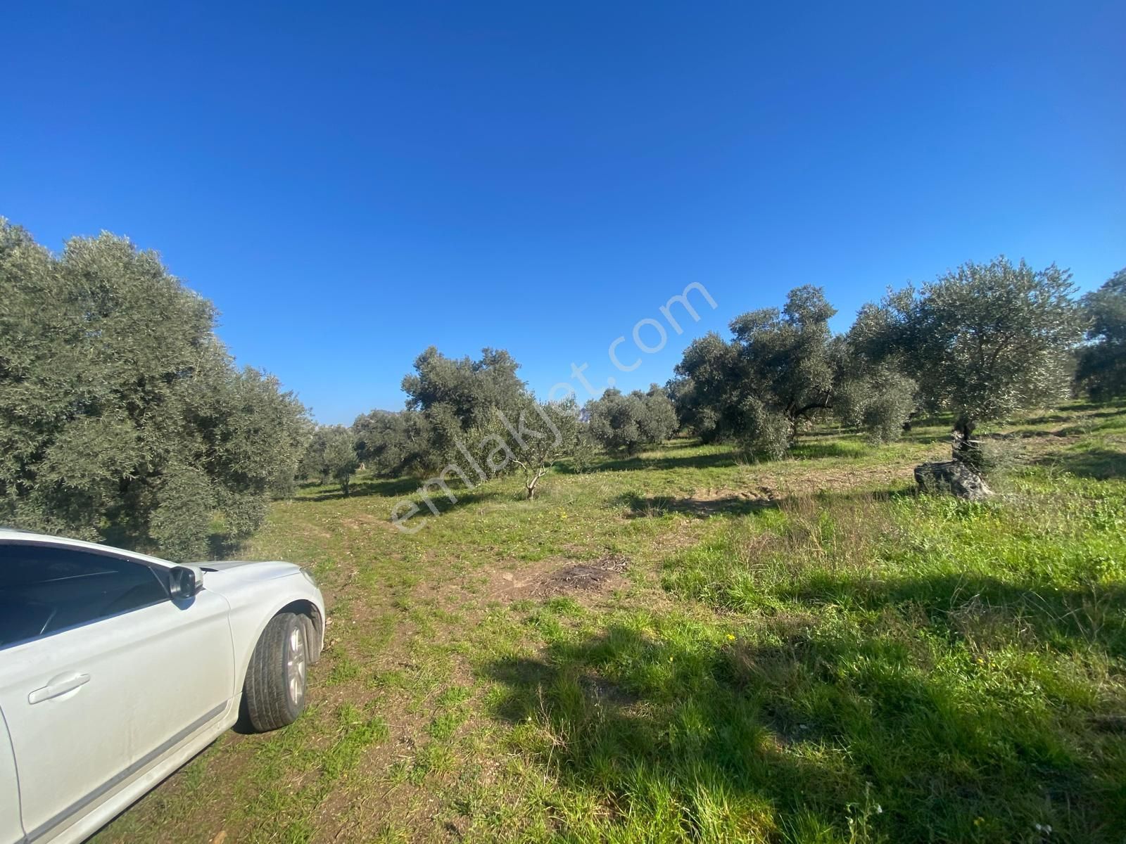 Has Umut Emlaktan Satılık 7.5 Dönüm Zeytinlik - Görsel 6