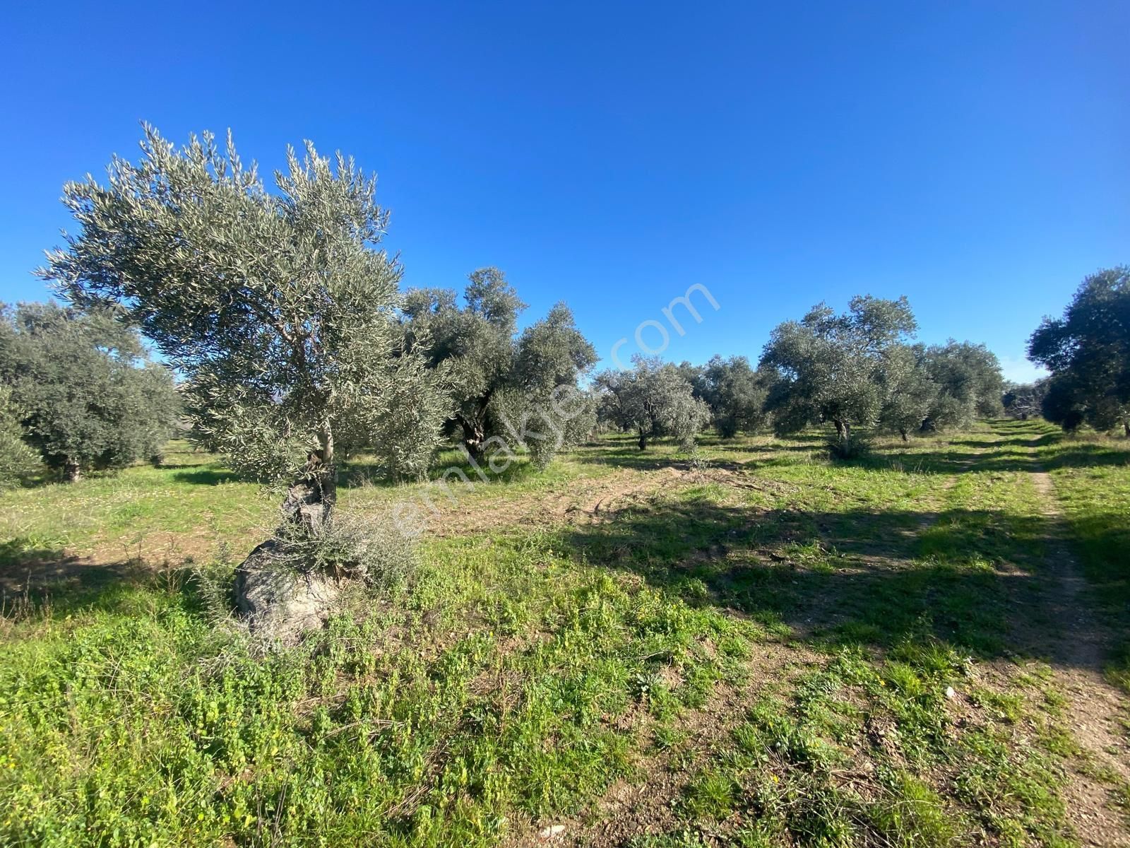 Has Umut Emlaktan Satılık 7.5 Dönüm Zeytinlik - Görsel 4