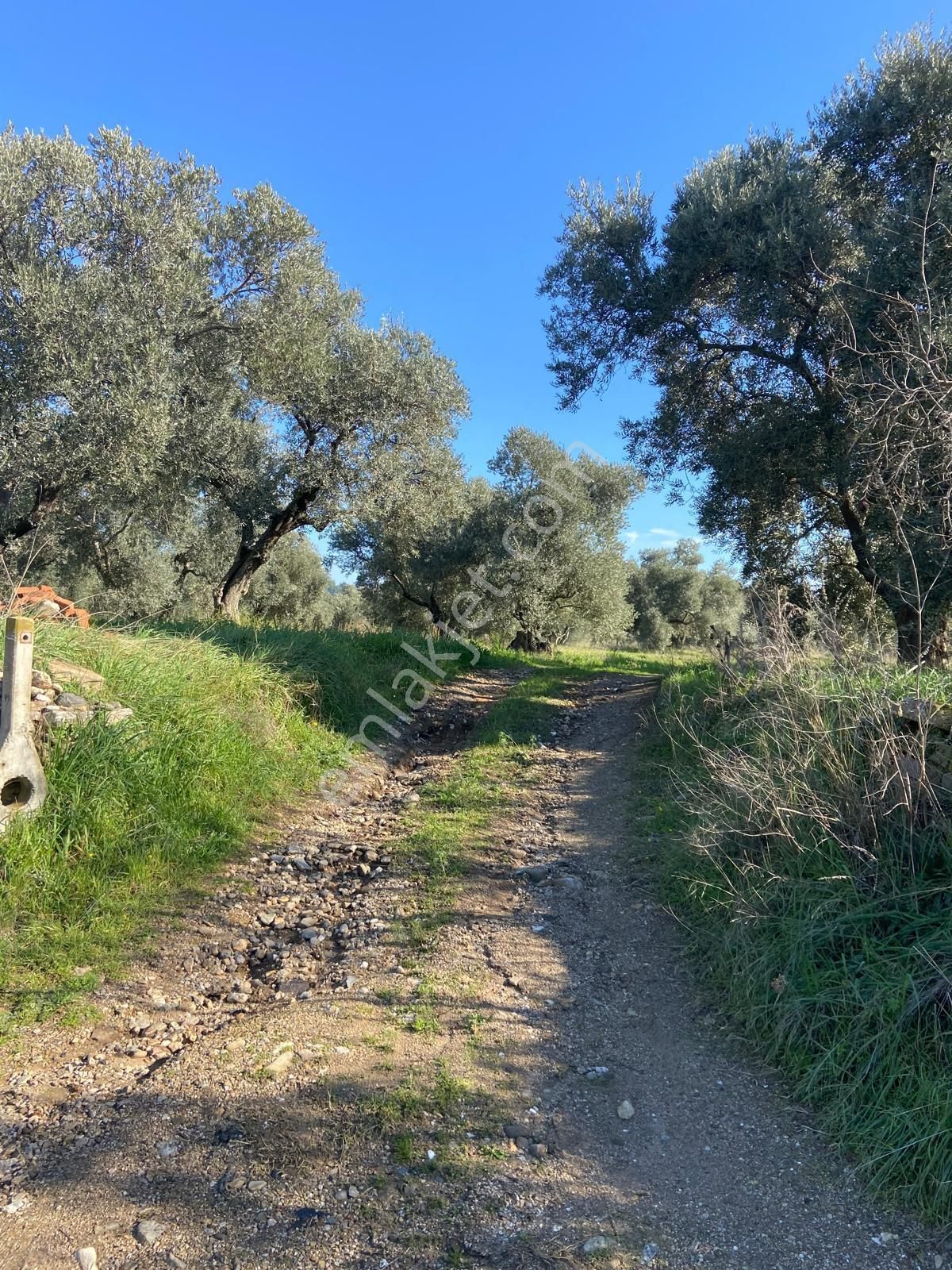 Has Umut Emlaktan Satılık 7.5 Dönüm Zeytinlik - Görsel 18
