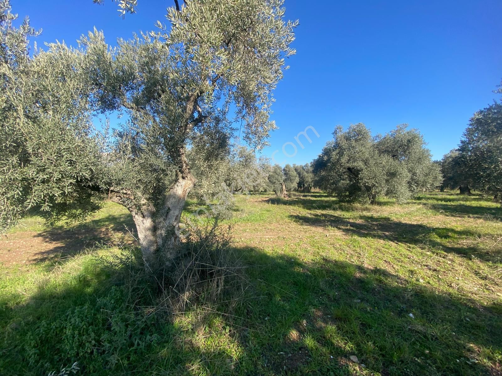 Has Umut Emlaktan Satılık 7.5 Dönüm Zeytinlik - Görsel 16
