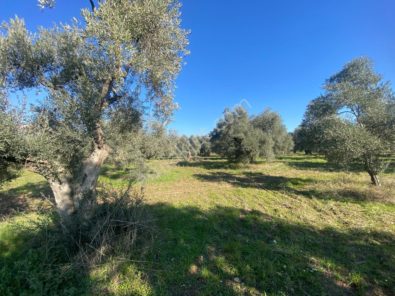 Has Umut Emlaktan Satılık 7.5 Dönüm Zeytinlik - Görsel 10