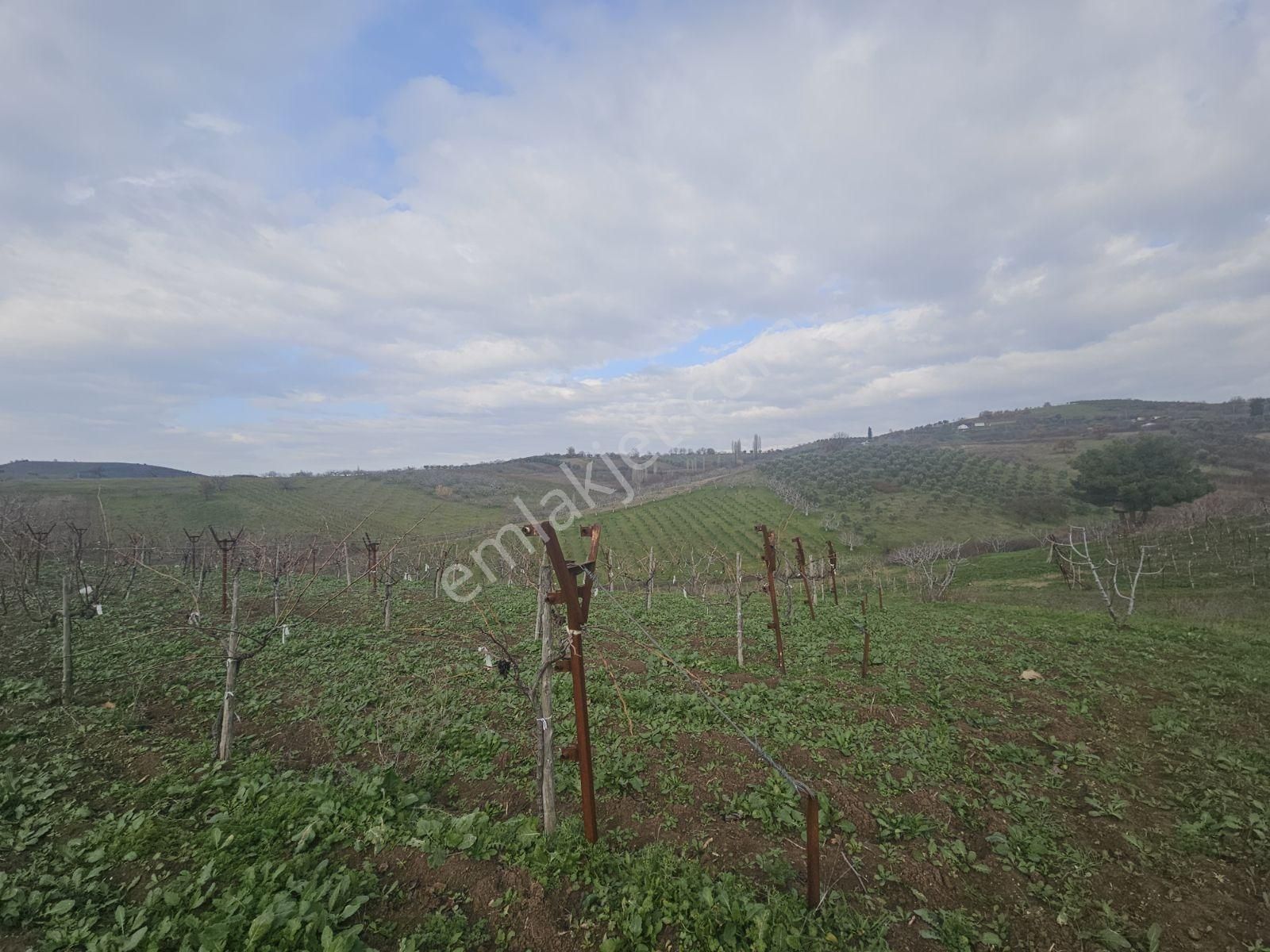 Seçköyde Yatırımlık Kupon Arazi Kayalarda(dip Fiyat) - Görsel 6