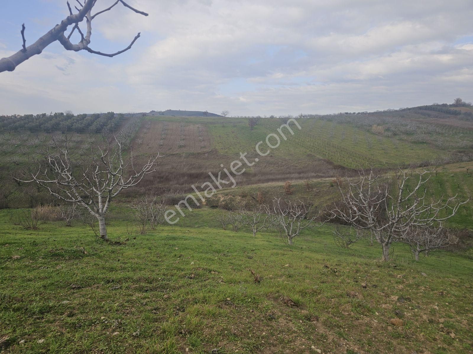 Seçköyde Yatırımlık Kupon Arazi Kayalarda(dip Fiyat) - Görsel 5