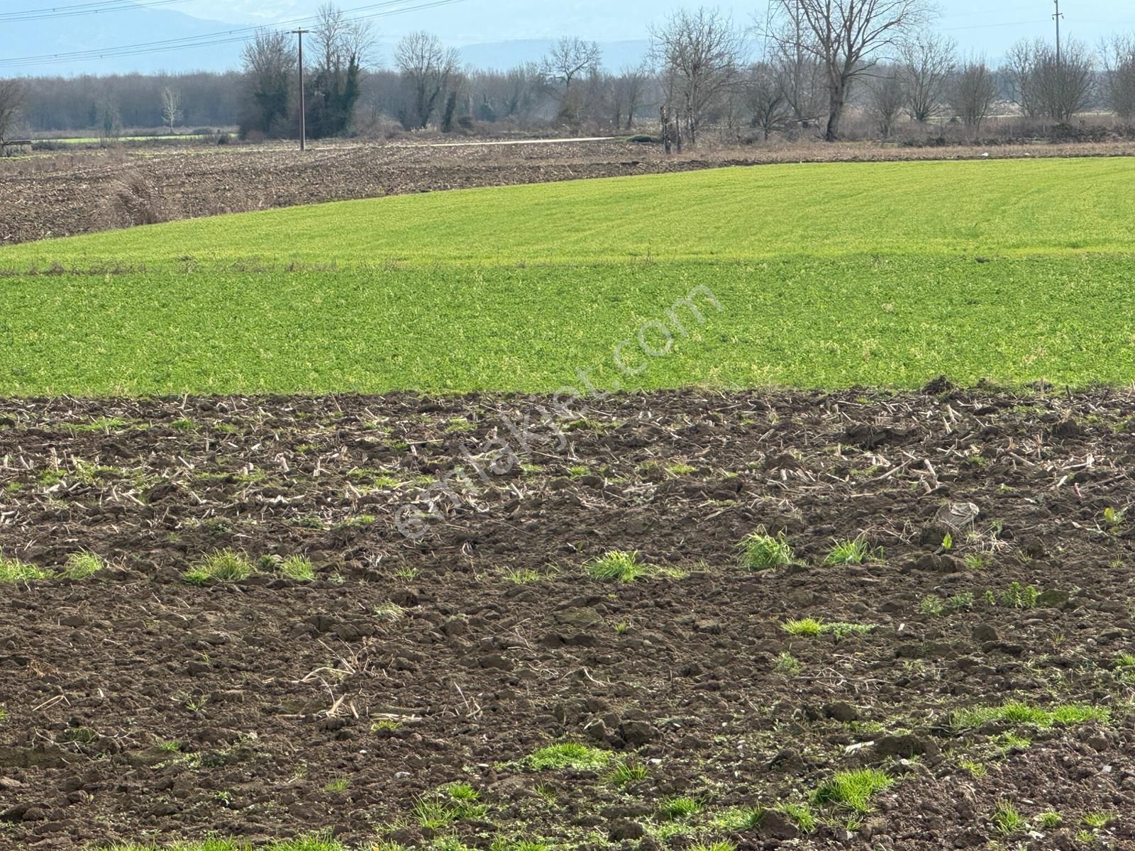Solaklarda 2 Parsel Yol Kenarı Mükemmel Konumda 8.242 M2 Tarla - Görsel 3