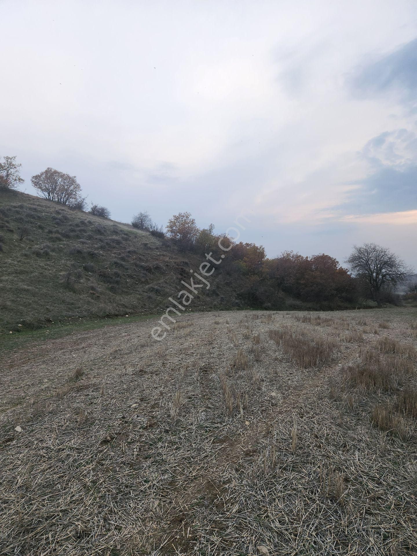 Satılık Tarla 9.879m2 Amasya Suluova Akören Köyü - Görsel 10